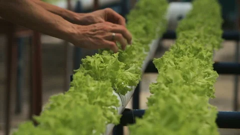 Hydroponic vegetables growing inside a greenhouse. Video stock 101660129