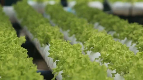 Hydroponic vegetables growing inside a greenhouse. Video stock 101660193