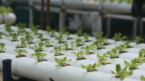 Hydroponic vegetables growing inside a greenhouse. Video stock 101660484