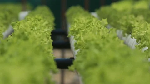 Hydroponic vegetables growing inside a greenhouse. Video stock 101660598