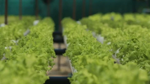 Hydroponic vegetables growing inside a greenhouse. Stock Footage 101660808