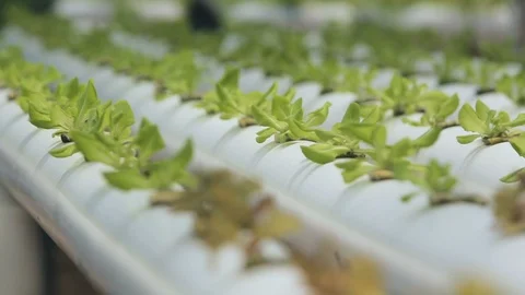 Hydroponic vegetables growing inside a greenhouse. Video stock 101661005