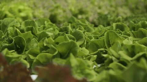 Hydroponic vegetables growing inside a greenhouse. Video stock 101661459