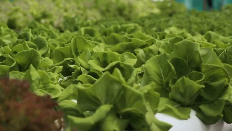 Hydroponic vegetables growing inside a greenhouse. Video stock 101661685