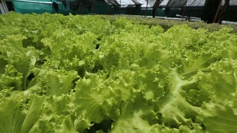 Hydroponic vegetables growing inside a greenhouse. Video stock 101661827