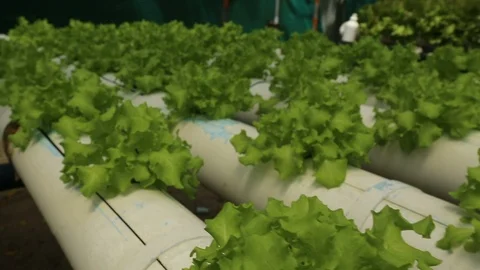Hydroponic vegetables growing inside a greenhouse. Video stock 101662154