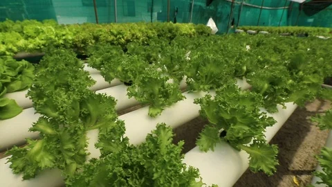 Hydroponic vegetables growing inside a greenhouse. Video stock 101662231