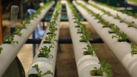 Hydroponic vegetables growing inside a greenhouse. Video stock 101662594