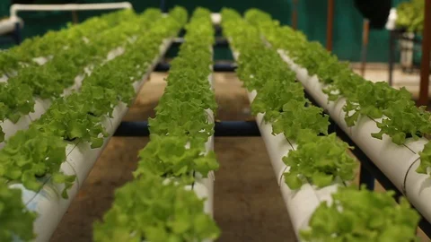 Hydroponic vegetables growing inside a greenhouse. Video stock 101662630