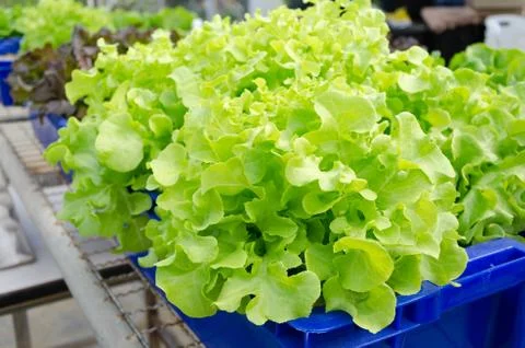 Hydroponic vegetables grown in blue plastic containers. Stock Photos