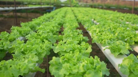 Hydroponic vegetables inside a greenhouse. Stock Footage 237141261