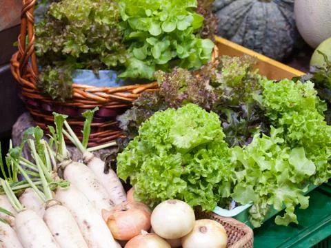 Hydroponic vegetables Stock Photos