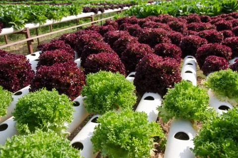 Hydroponic vegetables Stock Photos