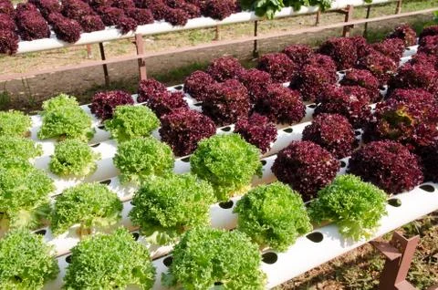 Hydroponic vegetables Stock Photos