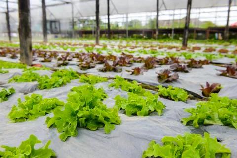 Hydroponic vegetables Stock Photos