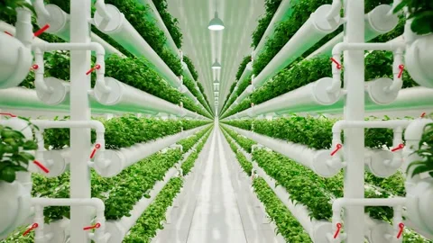 Hydroponic vertical farm with rows of green leafy plants Stockbeeldmateriaal 139773345