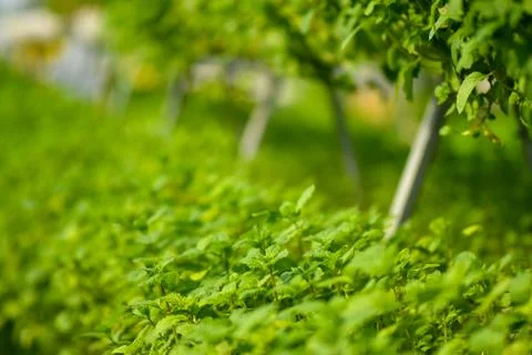 Hydroponic vertical farming systems Stock Photos