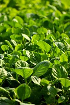 Hydroponic vertical farming systems Stock Photos