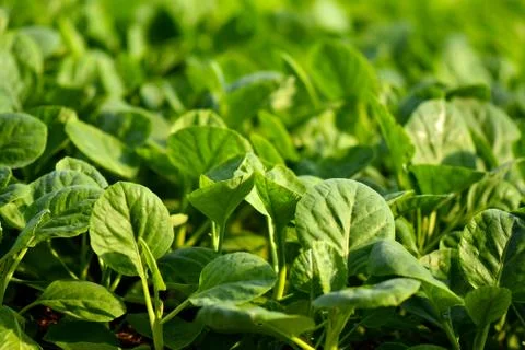 Hydroponic vertical farming systems Stock Photos