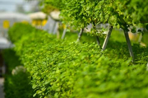 Hydroponic vertical farming systems Stock Photos
