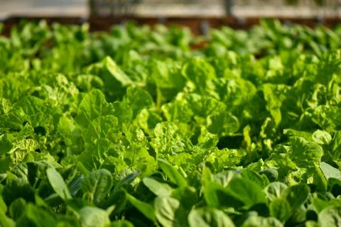 Hydroponic vertical farming systems Stock Photos