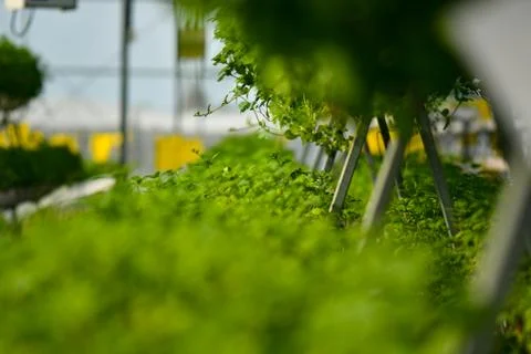 Hydroponic vertical farming systems Stock Photos
