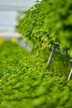 Hydroponic vertical farming systems Stock Photos