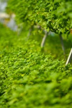 Hydroponic vertical farming systems Stock Photos
