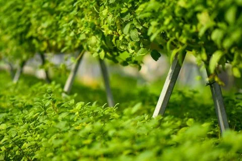 Hydroponic vertical farming systems Stock Photos
