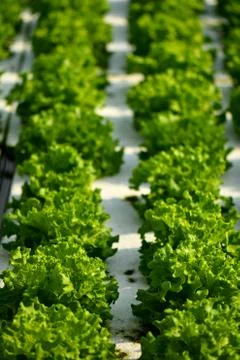 Hydroponic vertical farming systems Stock Photos