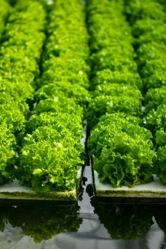 Hydroponic vertical farming systems Stock Photos