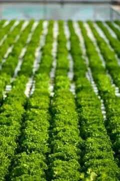 Hydroponic vertical farming systems Stock Photos