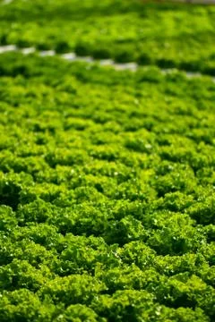 Hydroponic vertical farming systems Stock Photos