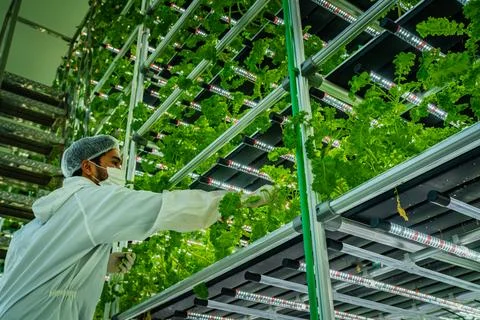 Hydroponic worker checking plants Fotos de archivo