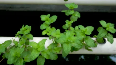 Hydroponics 2 Stock Footage 168181652
