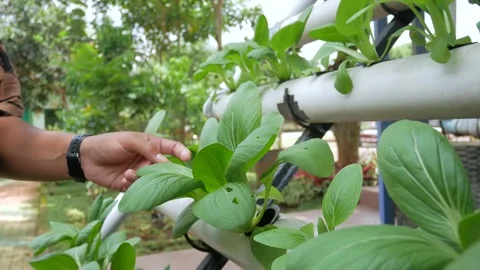 Hydroponics 3 Video stock 168181667