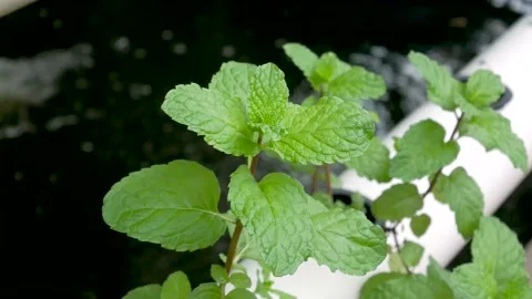 Hydroponics 5 Stock Footage 168181670