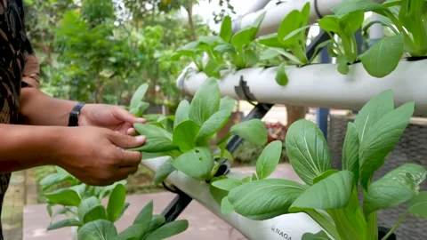 Hydroponics 6 Stock Footage 168181688