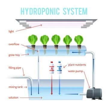 Hydroponics Colored Infographic Stock Illustration