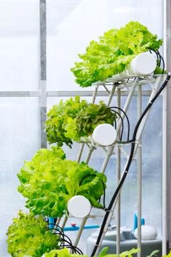 Hydroponics cultivation Stock Photos