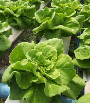 Hydroponics farm Foto stock
