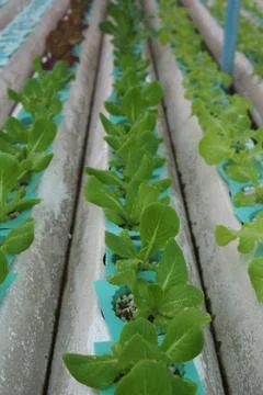 Hydroponics farm Foto stock