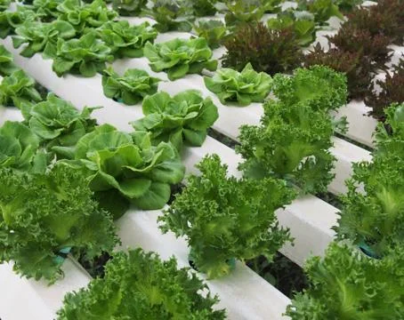 Hydroponics farm Foto stock