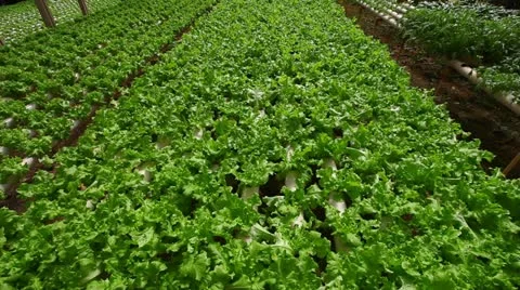 Hydroponics Stock Footage