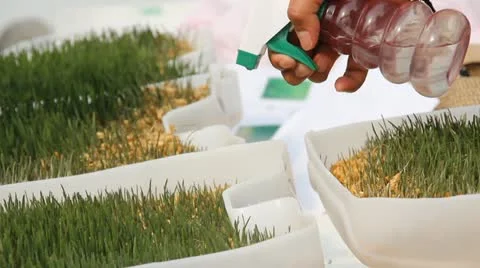 Hydroponics Stock-Footage 12255947