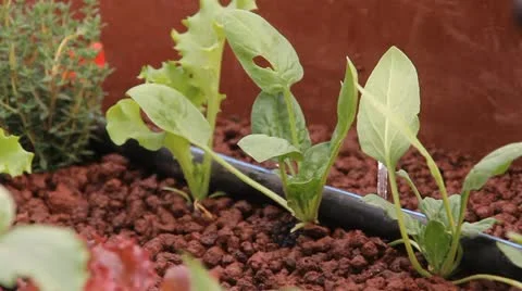 Hydroponics Stock-Footage 12256266