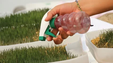 Hydroponics Stock-Footage 12256473