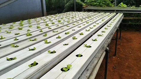 Hydroponics Stock Footage 328205577