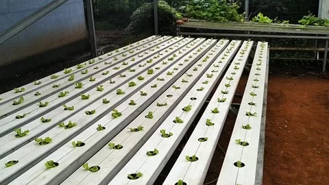Hydroponics Stock Footage 328205578