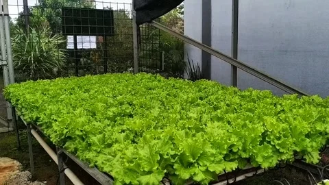 Hydroponics Stock Footage 328205579
